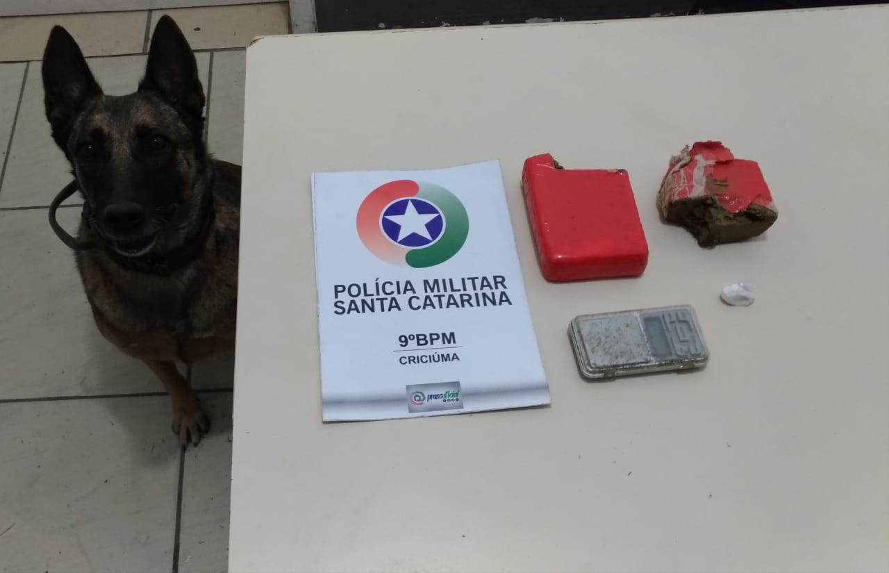 Com auxílio de cão farejador PM localiza maconha