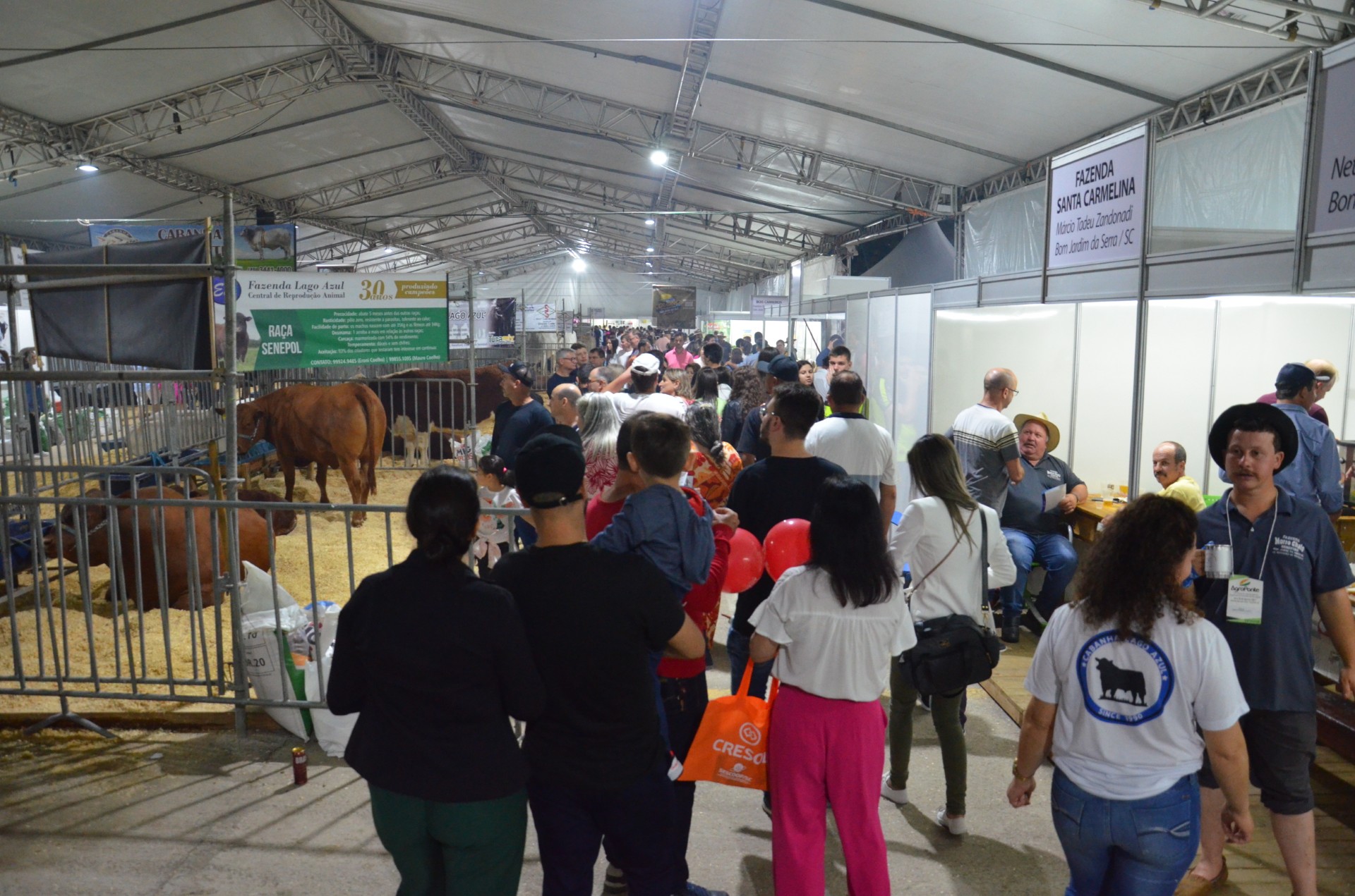 De bovinos a abelhas sem ferrão: AgroPonte expõe animais e conecta o campo à cidade; a 13ª edição da feira acontece de 14 a 18 de agosto, no Pavilhão de Exposições José Ijair Conti em Criciúma