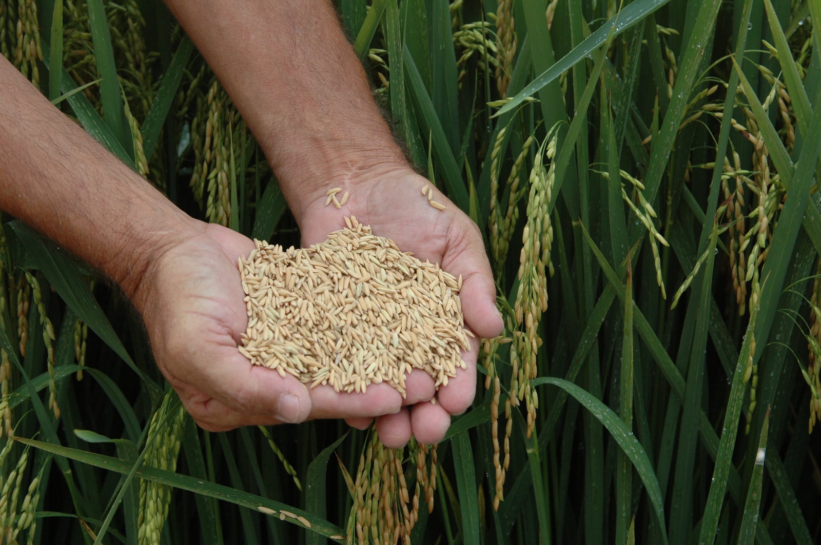 Preço do arroz despenca e gera preocupação da cadeia produtiva