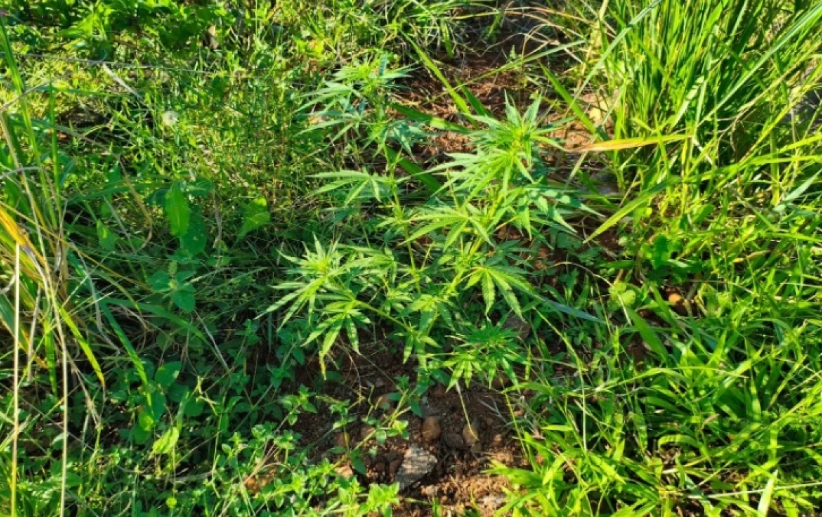 Polícia Civil prende idoso por cultivo de maconha no pátio de casa