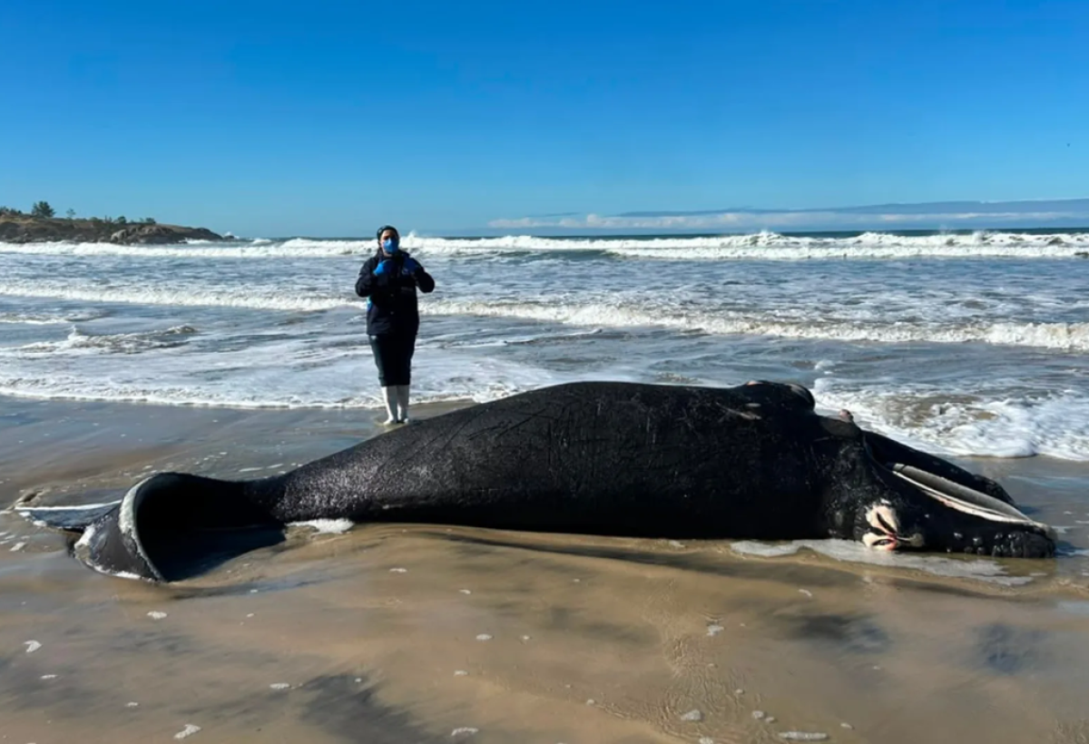 Filhote de baleia-franca é encontrado morto na cidade de Imbituba