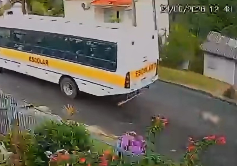 Motorista é afastado após atropelamento de cachorro na região Sul