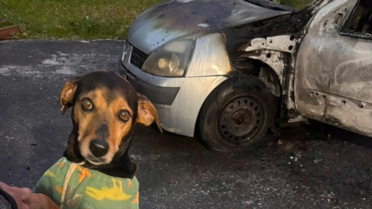 Homem ateia fogo em carro com cão dentro e animal é resgatado