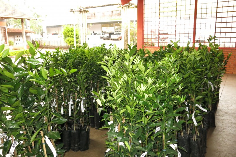 Morro da Fumaça realiza feira de mudas frutíferas e ornamentais