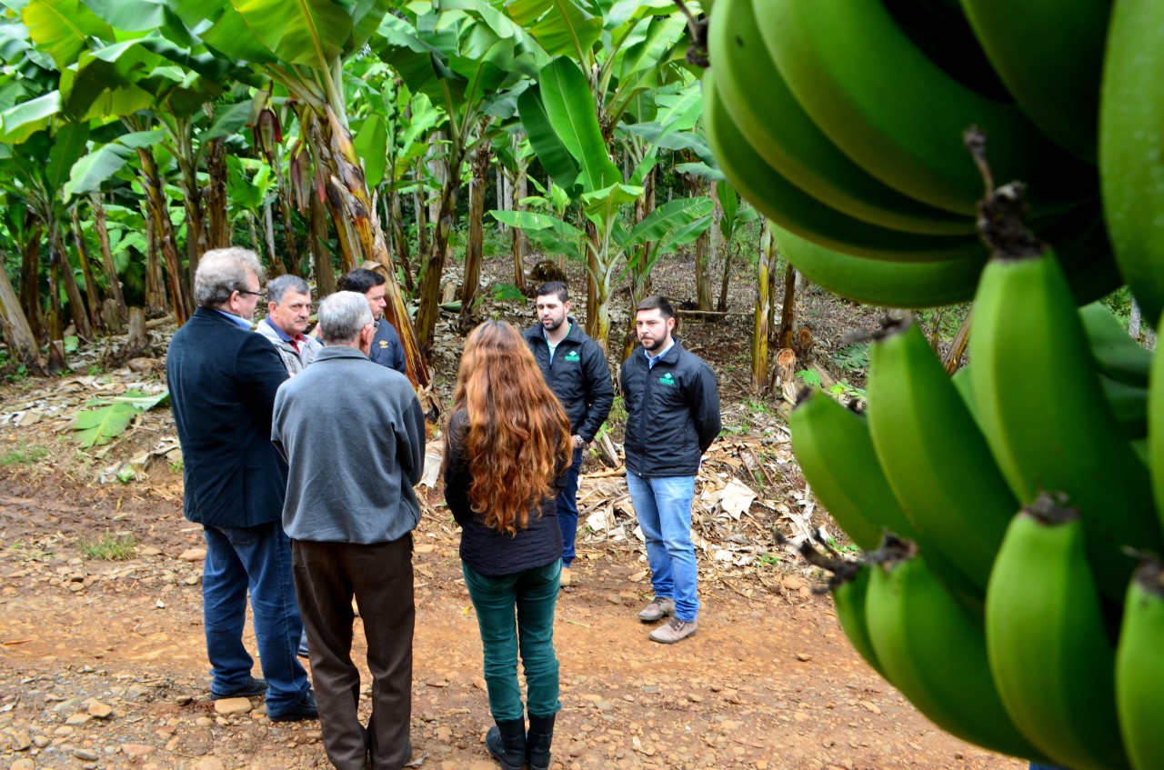 Bananicultores fazem ‘dia de campo’ em propriedade de Siderópolis