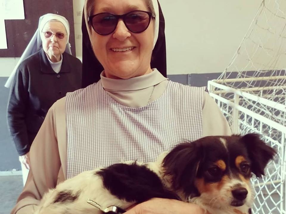 Em Nova Veneza, mais de 500 animais castrados nos mutirões