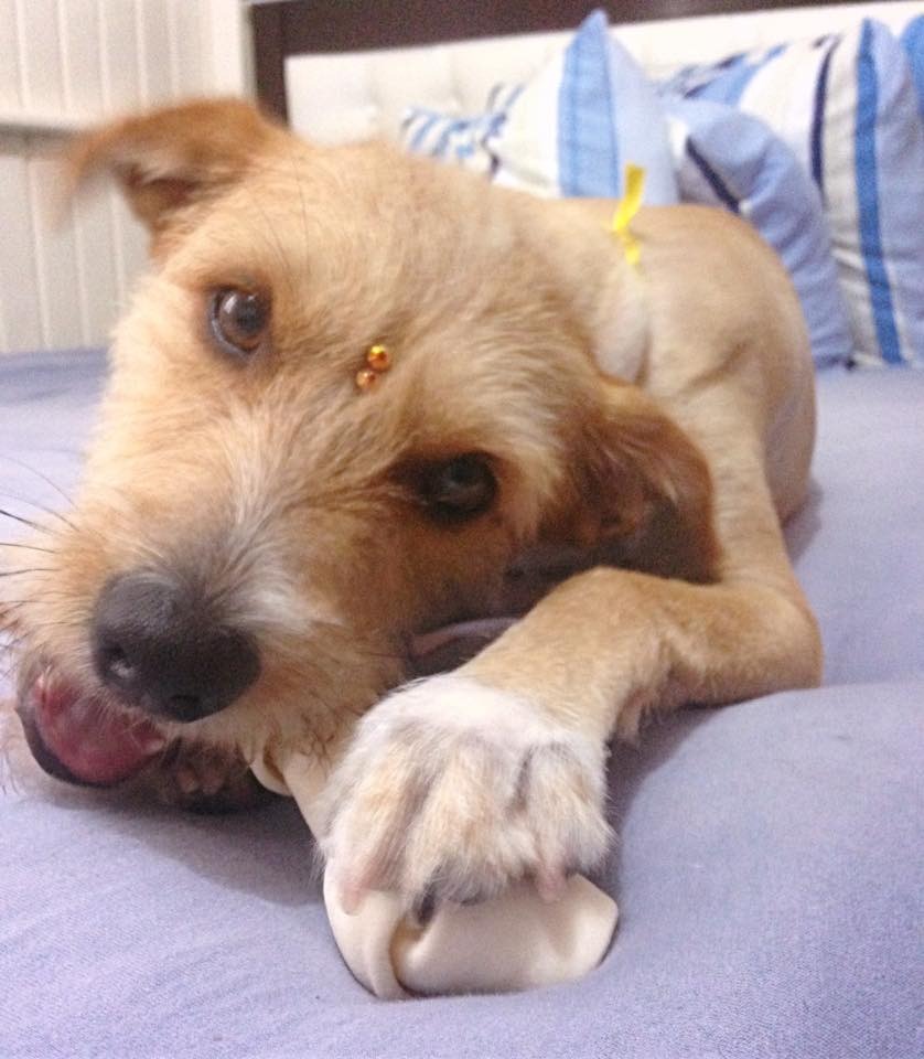 Siderópolis: concurso calendário animal encerra com efeito positivo