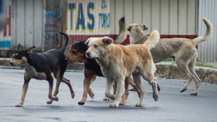 Vereador pede explicação depois de massacre de cães
